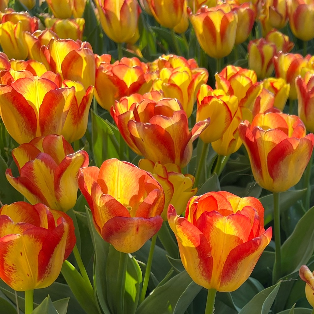 Meet your Posher, Audrey